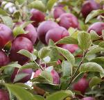 apple tree